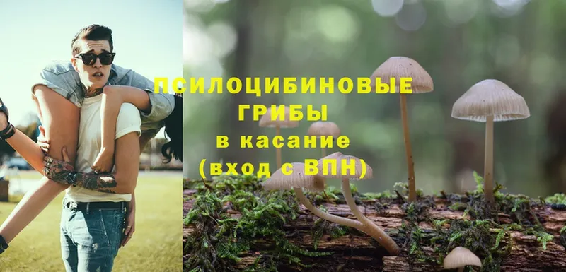 магазин продажи   Краснозаводск  Галлюциногенные грибы Magic Shrooms 